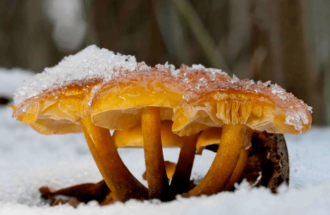 Champignons d'hiver