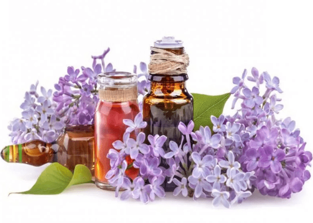 Perfusion de lilas